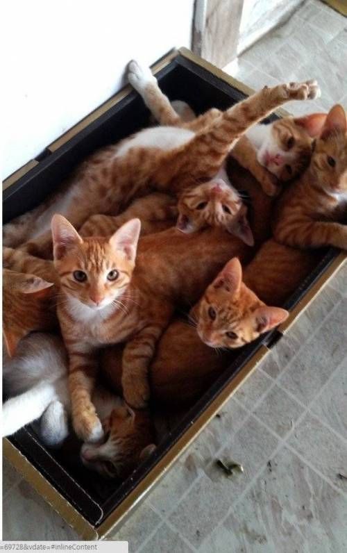 새끼고양이 단체샷 찍는방법