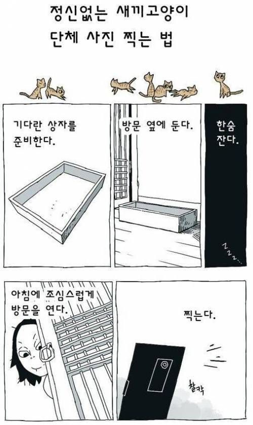 새끼고양이 단체샷 찍는방법