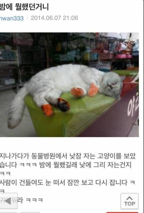 김장하느라 피곤했던 냥이.jpg