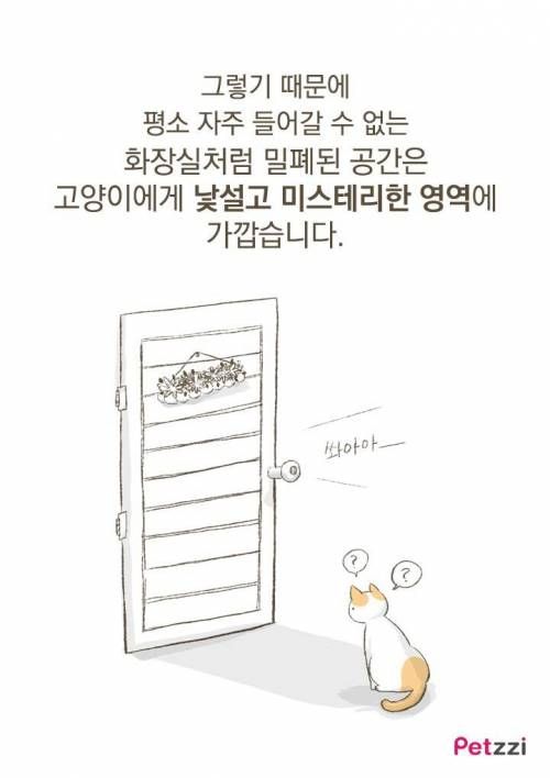 고양이가 화장실 앞에서 기다리고 있는 이유?