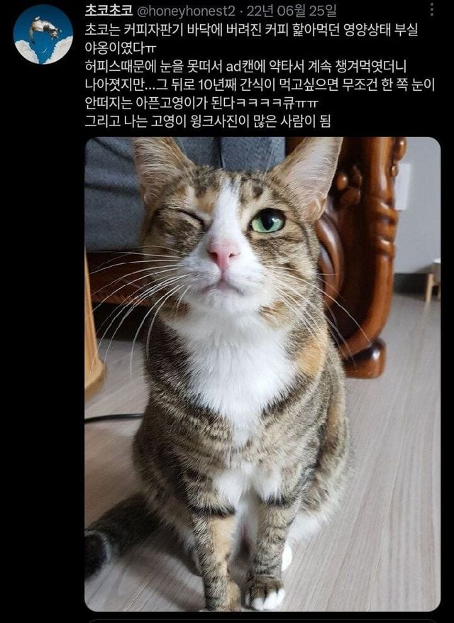 10년째 한쪽 눈을 못 뜨는 고양이