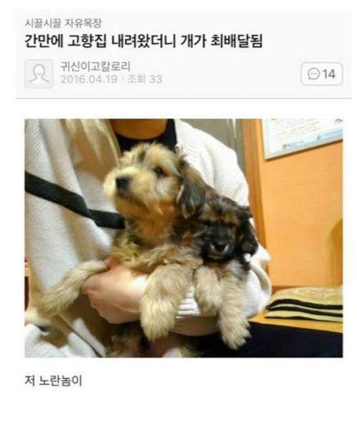 원뿔몬이 되어버린 우리집 강아지