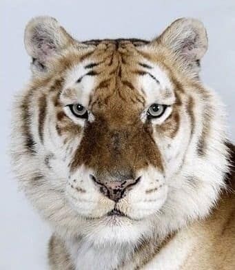 호랑이 증명사진.jpg