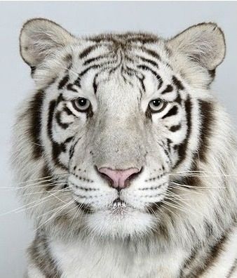 호랑이 증명사진.jpg