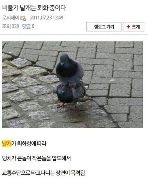 비둘기의 날개는 퇴화중이다.JPG