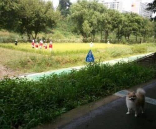 크레용팝 허수아비.jpg