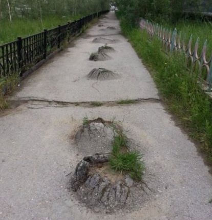 놀라운 생명력.jpg