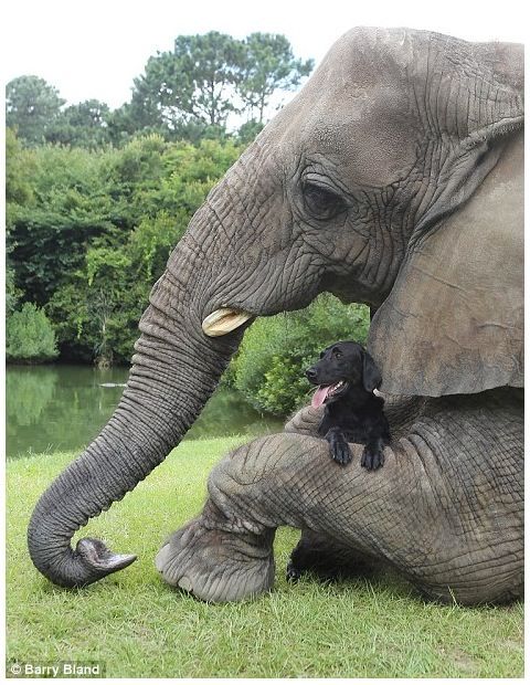 코끼리와 개의 우정.jpg