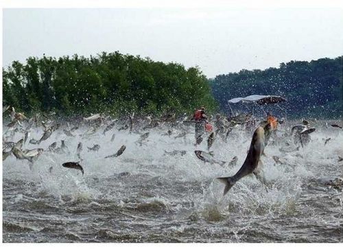 잉어의 역습.jpg