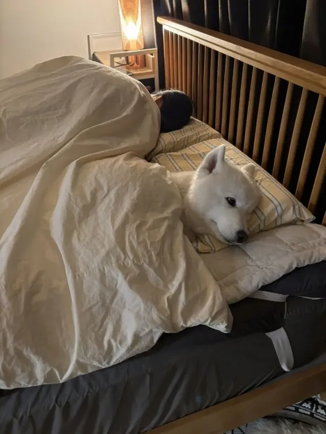 전기장판에 맛들려 버린 사모예드