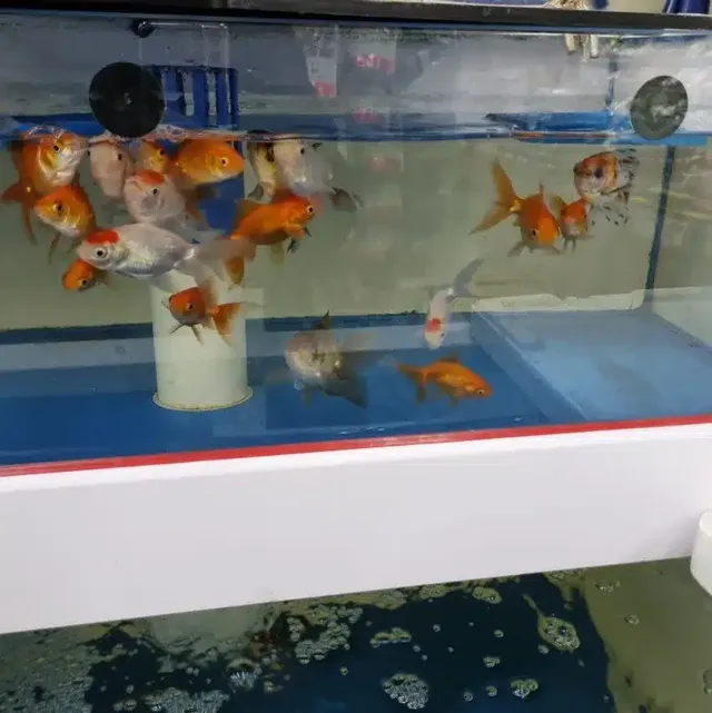 이해 못할 우리동네 마트 수산코너