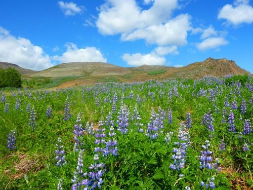 주갤러의 아이슬란드 여행