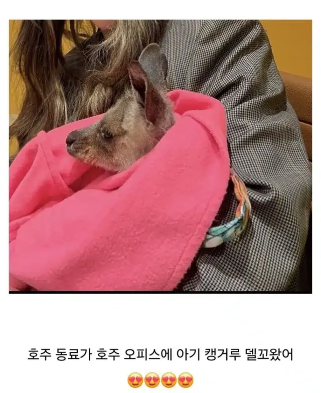 호주 회사의 장점