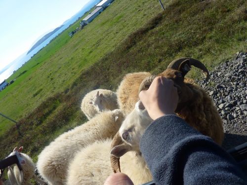 주갤러의 아이슬란드 여행