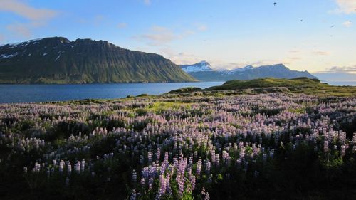 주갤러의 아이슬란드 여행