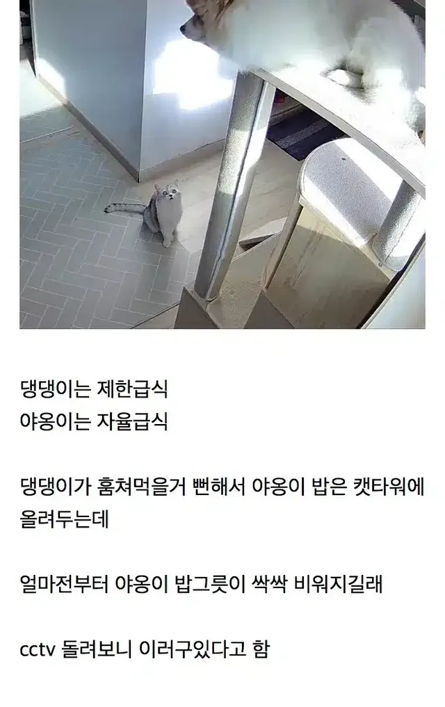 식탐 오지는 강아지