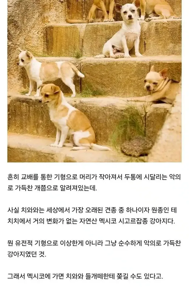 치와와에 대해 널리 퍼진 오해.jpg