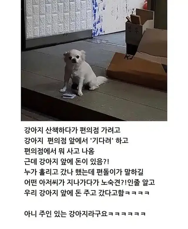 경제가 씹창나 강아지마저 노숙을 하는구나!