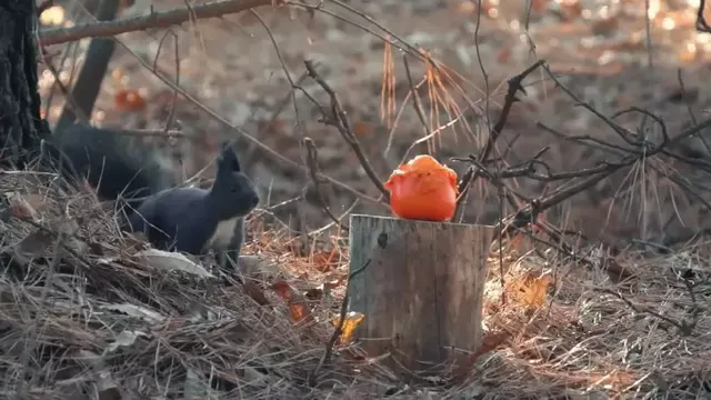 감나무 없는 산에 홍시를 가져다 놓으면 누가 먹을까?