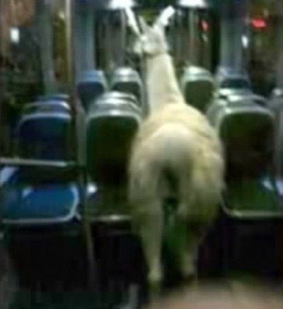 만취 프랑스 10대 청소년들 충격의 납치사건 저질러..