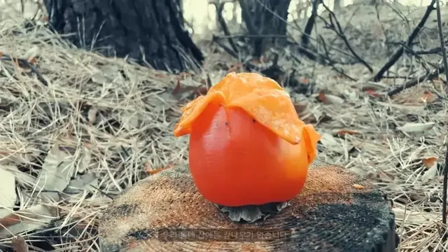 감나무 없는 산에 홍시를 가져다 놓으면 누가 먹을까?