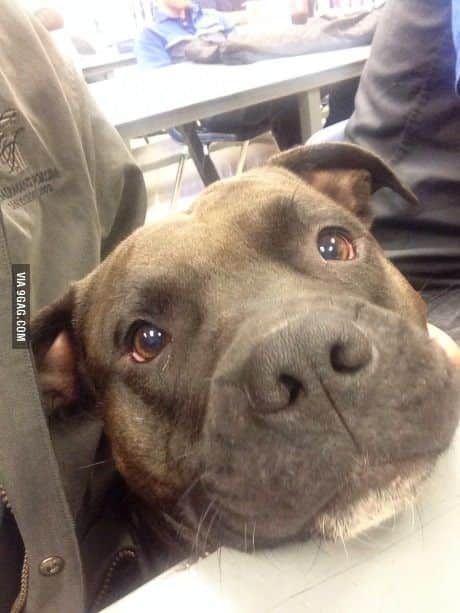 핏불테리어의 무서움.jpg