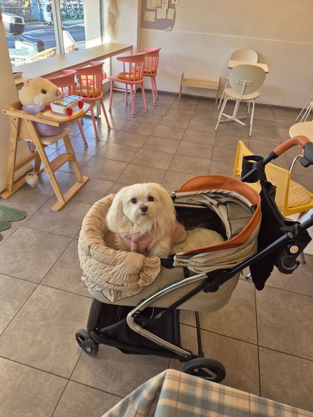 아 진짜 황당함. 얘가 날 보고 엄청 짖는 거임. 근데 주인분이