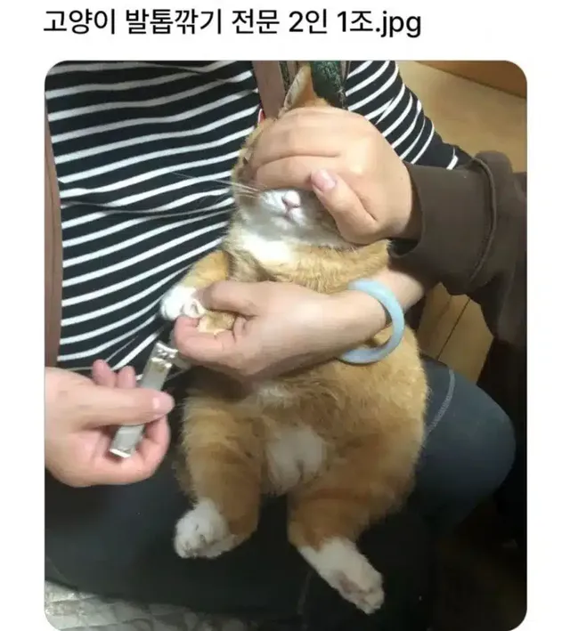 고양이 발톱깎기 전문 2인 1조