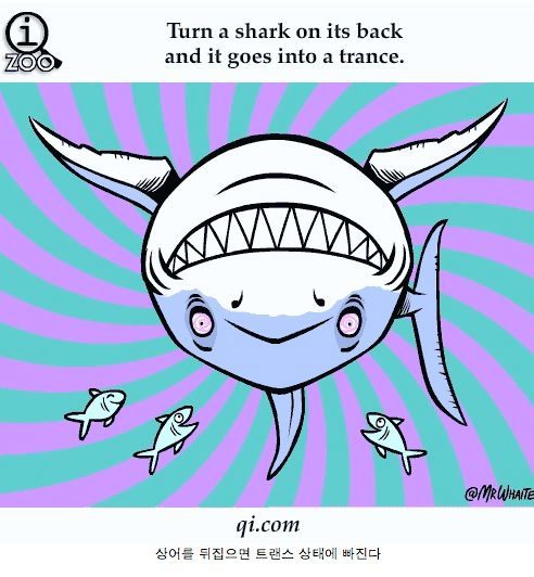 동물에 관한 여러가지 사실들.jpg