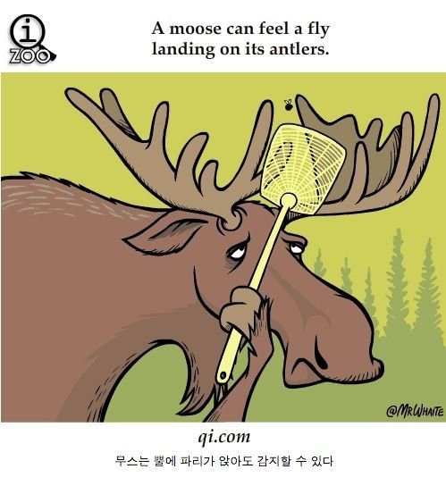 동물에 관한 여러가지 사실들.jpg