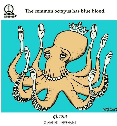 동물에 관한 여러가지 사실들.jpg