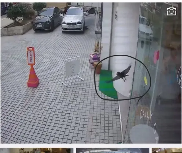 계란 한 알 훔쳐간 도둑ㄷㄷ