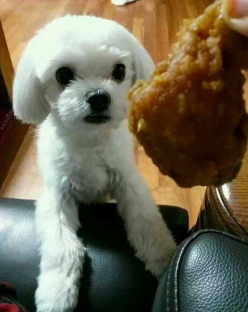 성난 멍멍이도 진정시키는 치느님