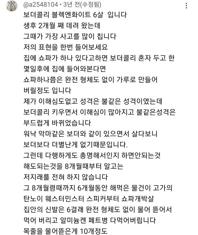 보더 콜리를 평화롭게 키우기 위한 산책표