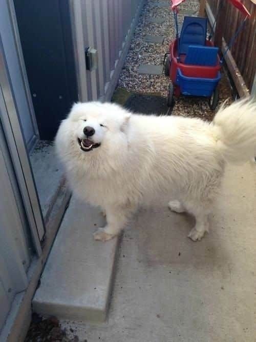 먹을땐 개도 안건드려.jpg