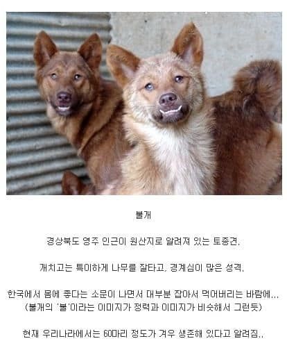 우리가 잊은 토종견