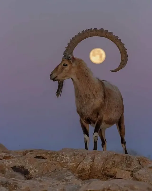 아름다운 달의 사진들 모음.jpg