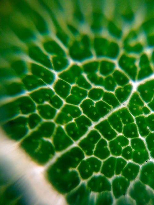 폰카로 초접사를 찍어보자.jpg