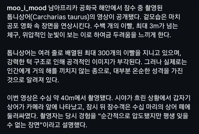 남아공 수심 40미터에서 촬영된 톱니상어