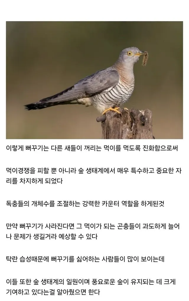 뻐꾸기에 대한 오해와 진실