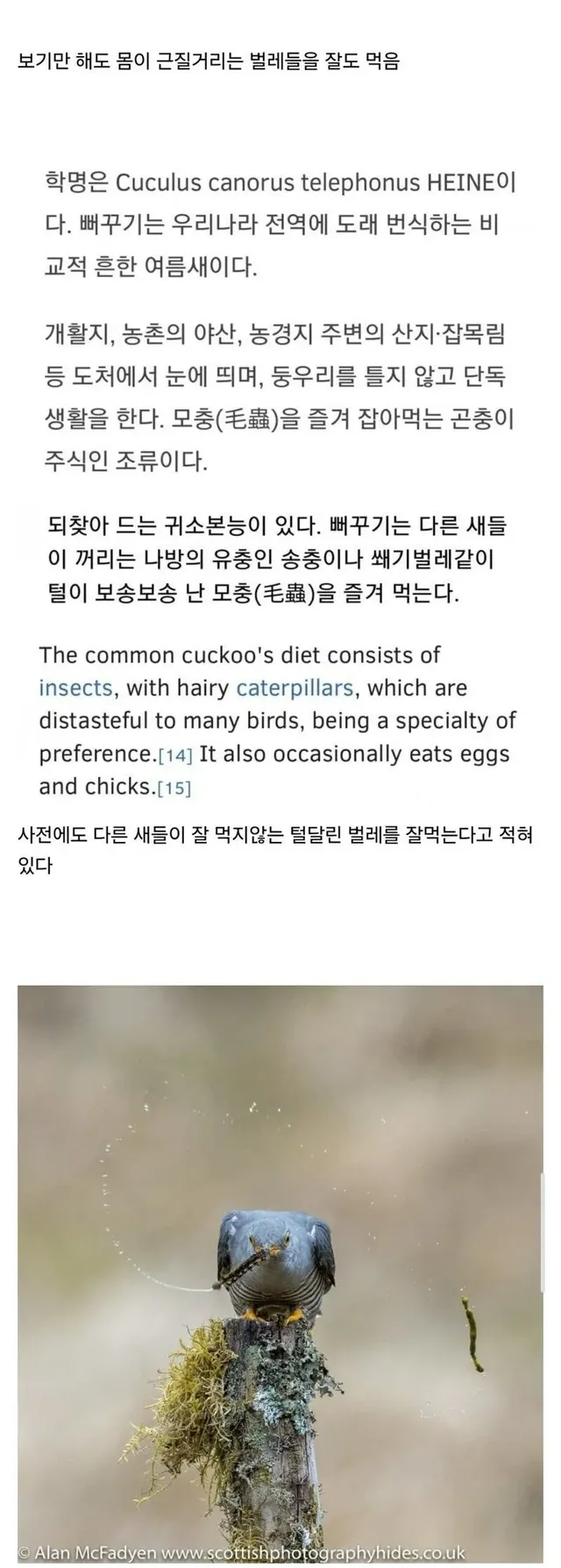 뻐꾸기에 대한 오해와 진실