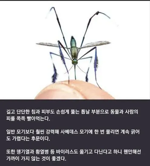 은근 신기하게 생겼다는 일렉트로닉 모기