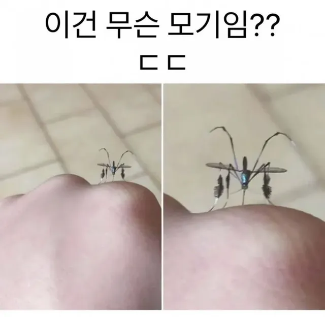 은근 신기하게 생겼다는 일렉트로닉 모기