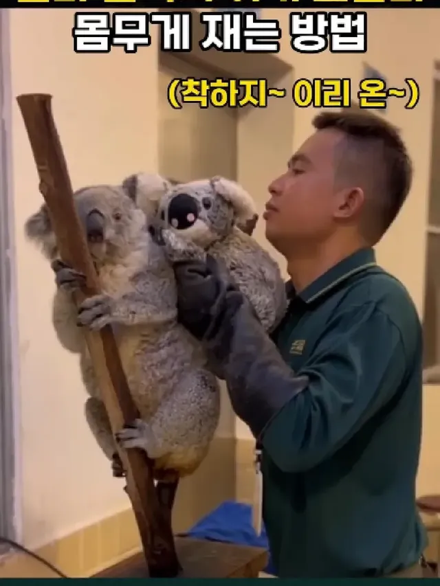 아기 코알라 몸무게 재는 법.mp4
