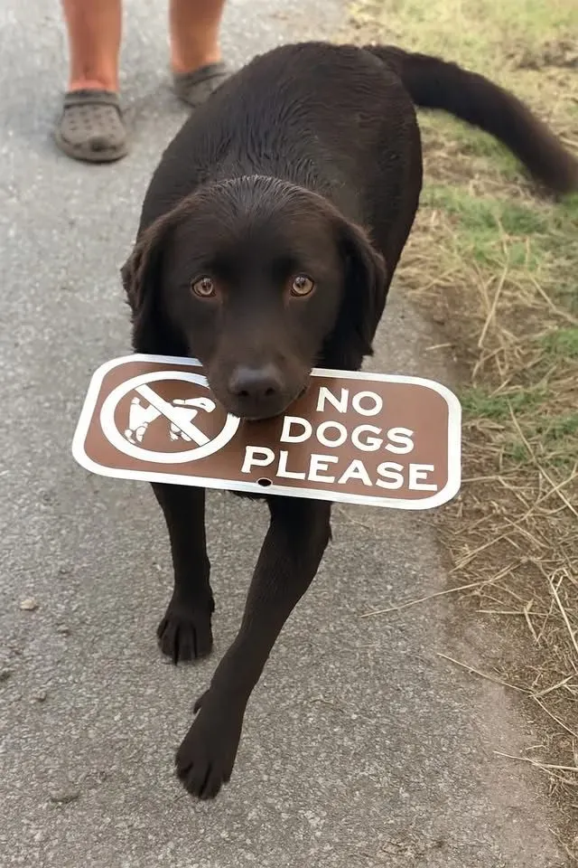 아이러니(모순된) 사진들.jpg