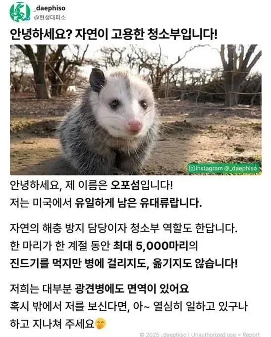 미국에서 유일하게 남은 유대류