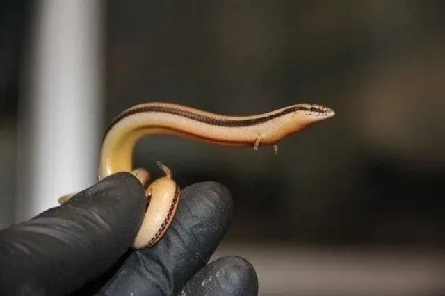 도마뱀에게 손이 달린 이유