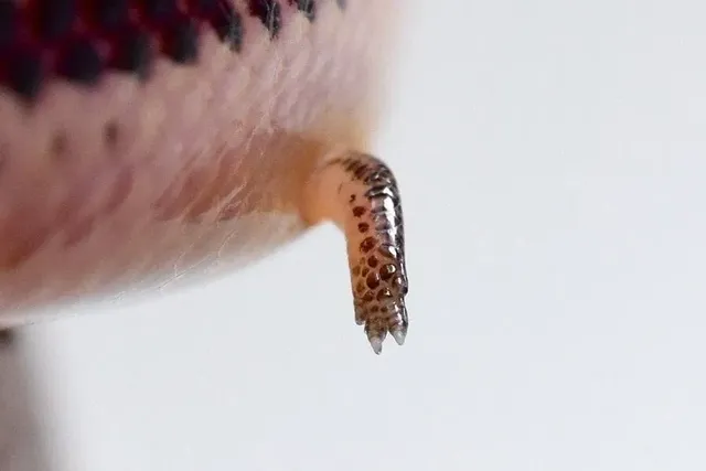 도마뱀에게 손이 달린 이유