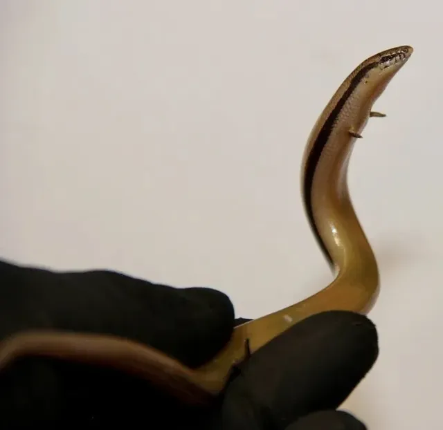 도마뱀에게 손이 달린 이유