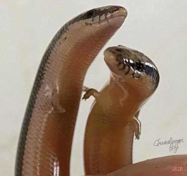 도마뱀에게 손이 달린 이유